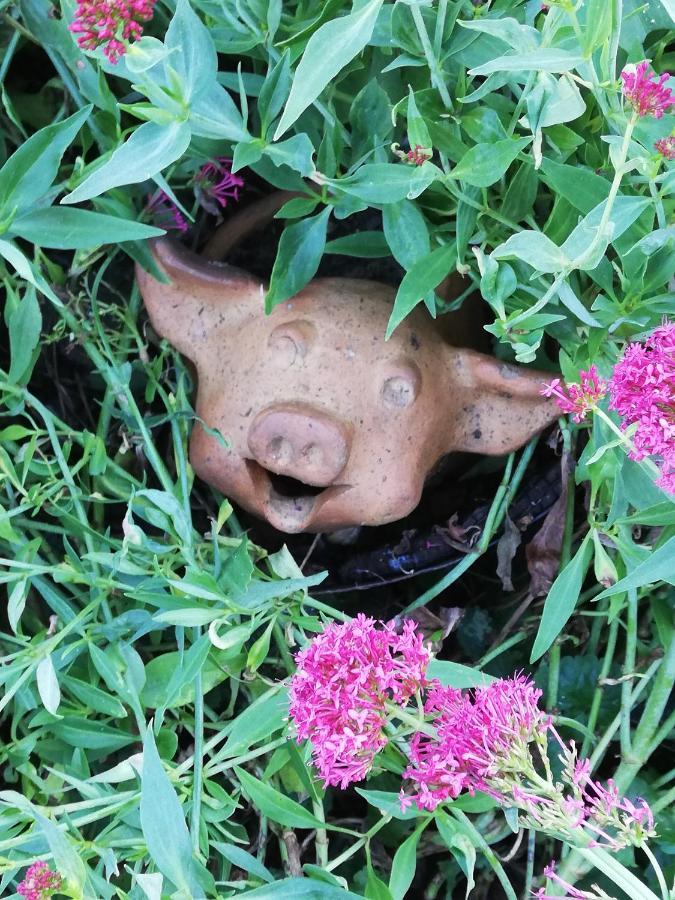 Au Cochon Qui Rit Apartment Flines-Les-Mortagne Bagian luar foto