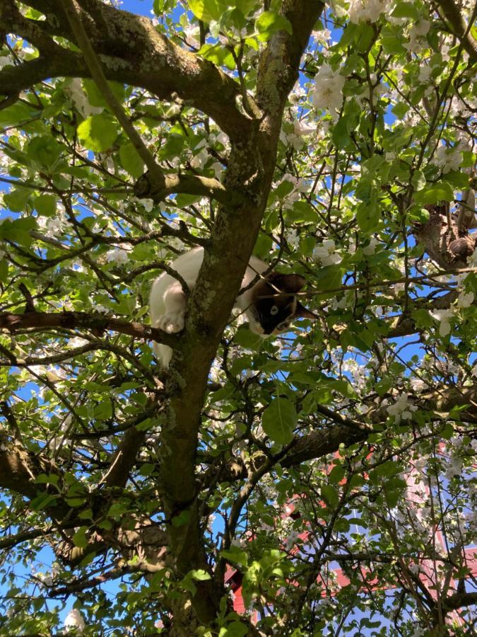 Au Cochon Qui Rit Apartment Flines-Les-Mortagne Bagian luar foto